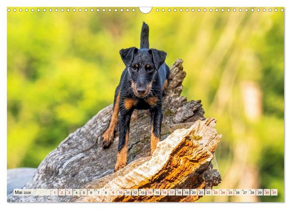 Produktbild: Deutscher Terrier - ein leidenschaftlicher J&auml;ger (Wandkalender 2026 DIN A3 quer), CALVENDO Monatskalender