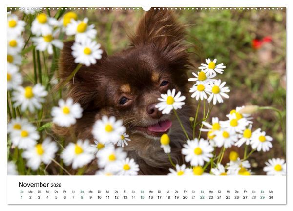 Produktbild: Chihuahuas - kleine Herzensbrecher (hochwertiger Premium Wandkalender 2026 DIN A2 quer), Kunstdruck in Hochglanz