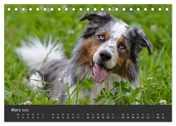 Produktbild: Australian Shepherd - Augenblicke (Tischkalender 2026 DIN A5 quer), CALVENDO Monatskalender