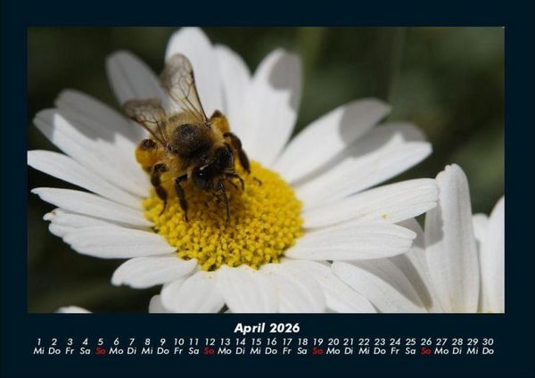 Produktbild: Bien 2026 Fotokalender DIN A4