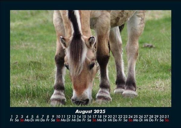 Produktbild: Pferde Kalender 2025 Fotokalender DIN A5
