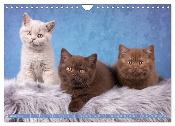 Produktbild: Kleine Stubenstiger (Wandkalender 2026 DIN A4 quer), CALVENDO Monatskalender