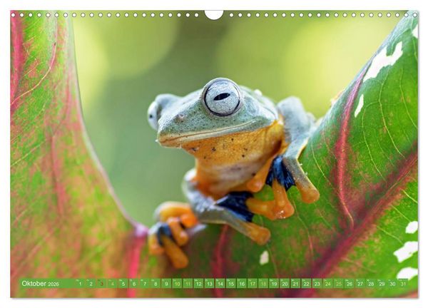 Produktbild: Leben im Dschungel: Der Regenwald ist ein Paradies f&uuml;r Tiere (Wandkalender 2026 DIN A3 quer), CALVENDO Monatskalender