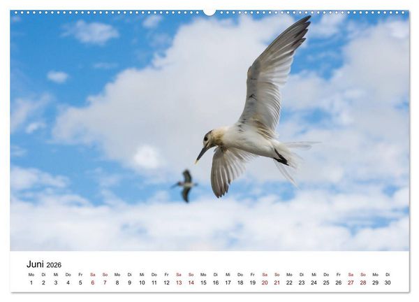 Produktbild: M&ouml;wen am Meer (hochwertiger Premium Wandkalender 2026 DIN A2 quer), Kunstdruck in Hochglanz