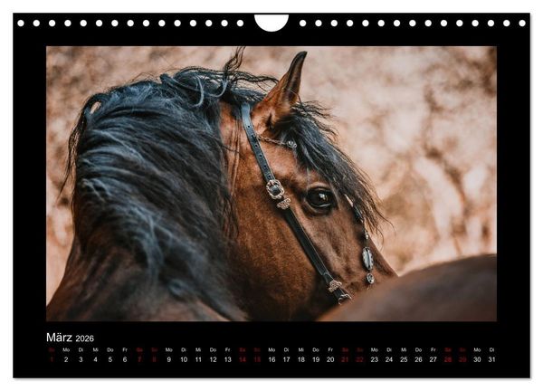 Produktbild: Die Faszinierende Welt der Pferde (Wandkalender 2026 DIN A4 quer), CALVENDO Monatskalender