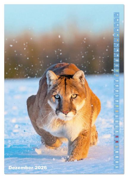 Produktbild: Raubkatzen: Die J&auml;ger auf leisen Pfoten (Tischkalender 2026 DIN A5 hoch), CALVENDO Monatskalender