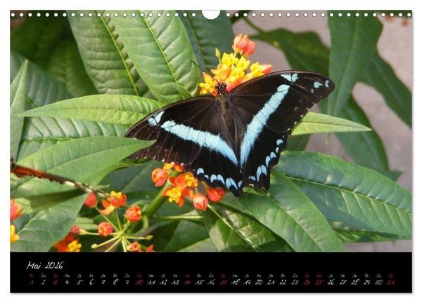 Produktbild: Schmetterlinge (Wandkalender 2026 DIN A3 quer), CALVENDO Monatskalender