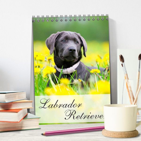 Produktbild: Labrador Retriever (Tischkalender 2026 DIN A5 hoch), CALVENDO Monatskalender