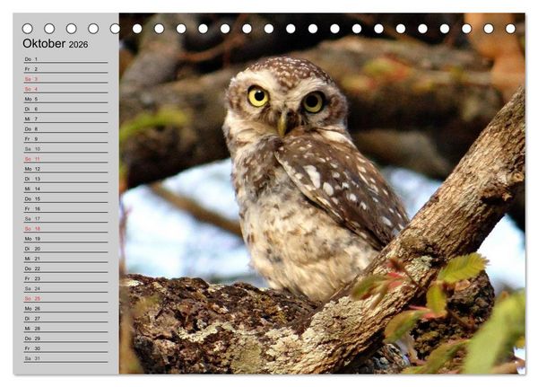 Produktbild: Eulen. W&auml;chter der Nacht (Tischkalender 2026 DIN A5 quer), CALVENDO Monatskalender