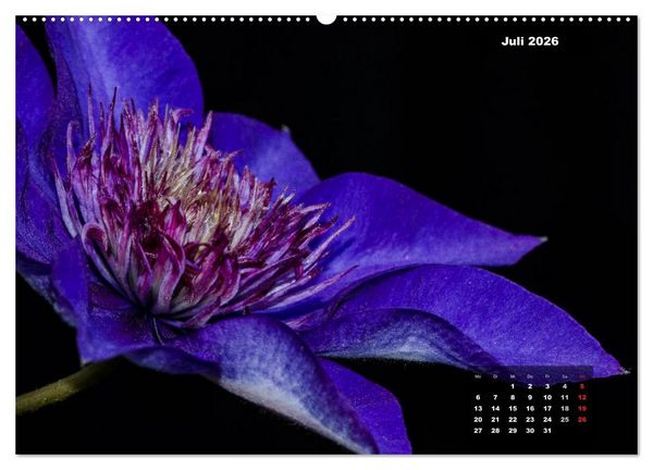 Produktbild: Der Natur auf der Spur - Makro-Fotografien der besonderen Art (hochwertiger Premium Wandkalender 2026 DIN A2 quer), Kunstdruck in Hochglanz