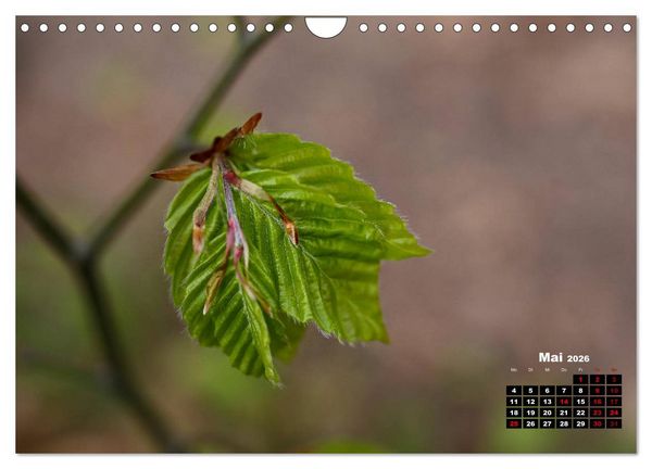 Produktbild: B&auml;ume im Detail (Wandkalender 2026 DIN A4 quer), CALVENDO Monatskalender