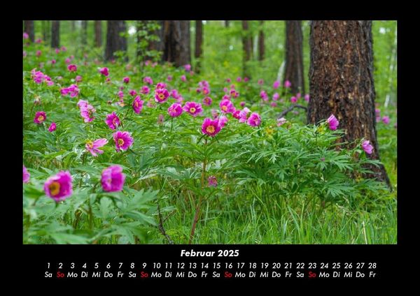 Produktbild: Blumentr&auml;ume 2025 Fotokalender DIN A3