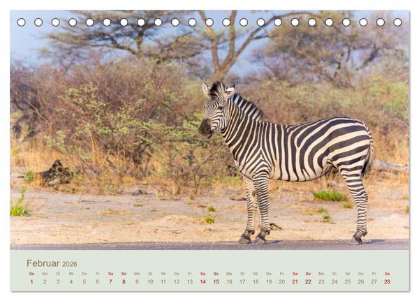 Produktbild: Zebras in Afrika (Tischkalender 2026 DIN A5 quer), CALVENDO Monatskalender