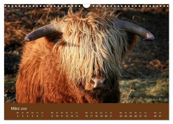 Produktbild: Schottische Hochlandrinder - Highland Cattle (Wandkalender 2026 DIN A3 quer), CALVENDO Monatskalender