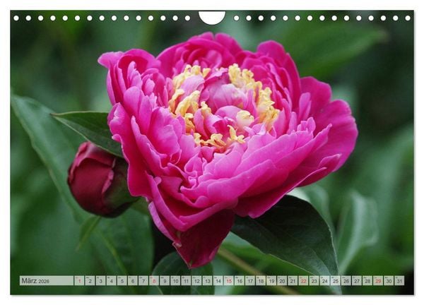 Produktbild: PFINGSTROSEN Rosen ohne Dornen (Wandkalender 2026 DIN A4 quer), CALVENDO Monatskalender