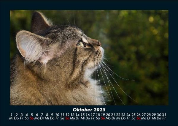 Produktbild: F&uuml;r Katzenfreunde 2025 Fotokalender DIN A5