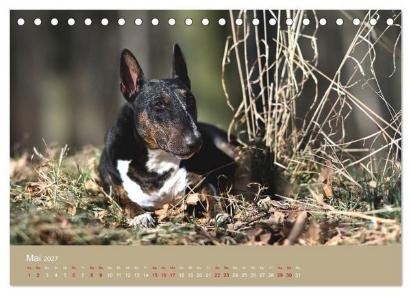 Produktbild: Fantastische Bullterrier - Sieger im Herzen (Tischkalender 2027 DIN A5 quer), CALVENDO Monatskalender
