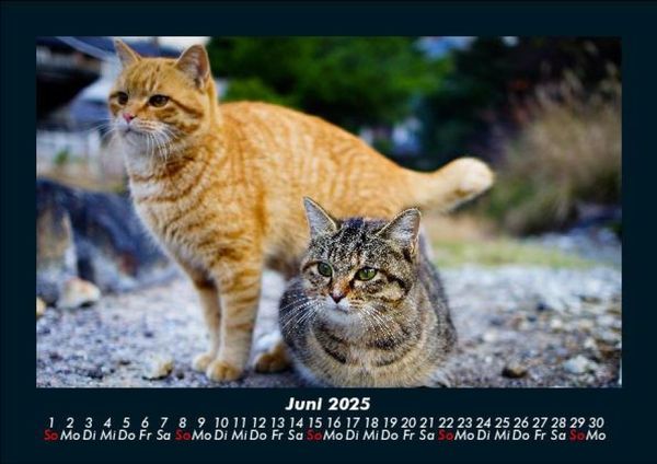 Produktbild: F&uuml;r Katzenfreunde 2025 Fotokalender DIN A5