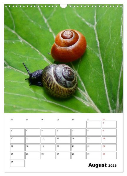 Produktbild: Die geheimnisvolle Welt der Schnecken (Wandkalender 2026 DIN A3 hoch), CALVENDO Monatskalender