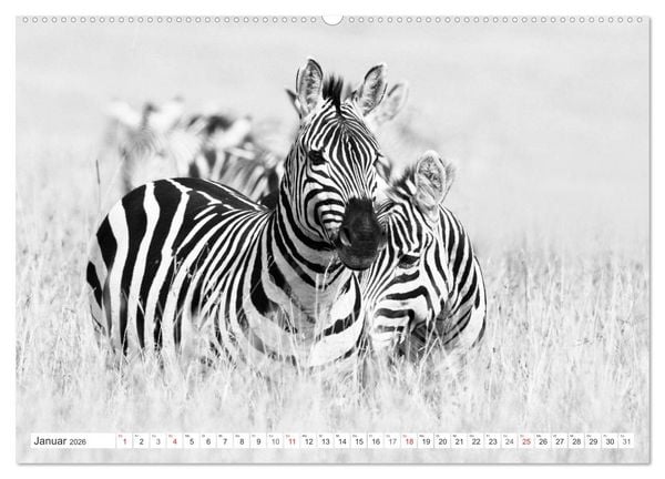 Produktbild: Emotionale Momente: Zebras - black & white. (Wandkalender 2026 DIN A2 quer), CALVENDO Monatskalender