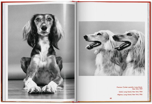 Produktbild: Walter Chandoha. Dogs. Photographs 1941&ndash;1991