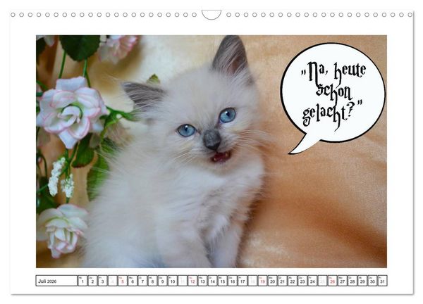 Produktbild: Lustiger Katzenkalender (Wandkalender 2026 DIN A3 quer), CALVENDO Monatskalender