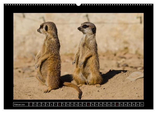Produktbild: Dresdner Zootiere 2026 (hochwertiger Premium Wandkalender 2026 DIN A2 quer), Kunstdruck in Hochglanz