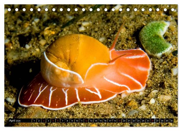 Produktbild: Fische und Meerestiere (Tischkalender 2026 DIN A5 quer), CALVENDO Monatskalender