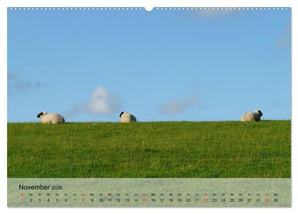Produktbild: Schafe z&auml;hlen leicht gemacht! (hochwertiger Premium Wandkalender 2026 DIN A2 quer), Kunstdruck in Hochglanz
