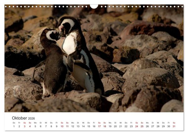 Produktbild: Argentinien - vielseitig und kontrastreich (Wandkalender 2026 DIN A3 quer), CALVENDO Monatskalender