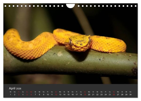 Produktbild: Costa Rica tierisch gut 2026 (Wandkalender 2026 DIN A4 quer), CALVENDO Monatskalender