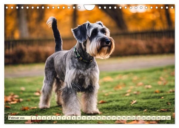Produktbild: Schnauzer - vielseitige Allrounder (Wandkalender 2026 DIN A4 quer), CALVENDO Monatskalender