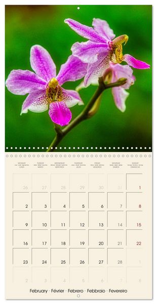 Produktbild: Butterfly orchids in high fidelity (Wall Calendar 2026 12 &times; 12 Inch) CALVENDO 12 Month Wall Calendar