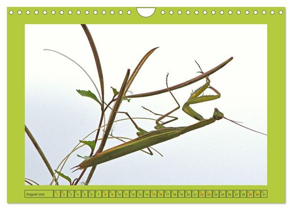 Produktbild: Die Gottesanbeterin Mantis Religiosa (Wandkalender 2026 DIN A4 quer), CALVENDO Monatskalender