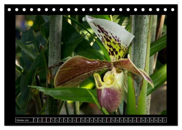 Produktbild: Frauenschuhe - die sch&ouml;nsten Orchideen der Welt (Tischkalender 2026 DIN A5 quer), CALVENDO Monatskalender