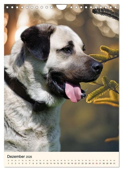 Produktbild: H&uuml;tehunde mit Energie und Ausdauer (Wandkalender 2026 DIN A4 hoch), CALVENDO Monatskalender