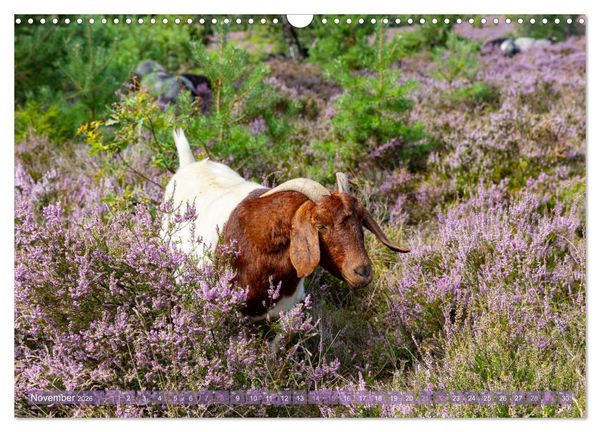 Produktbild: Im Bl&uuml;tenrausch der L&uuml;neburger Heide (Wandkalender 2026 DIN A3 quer), CALVENDO Monatskalender