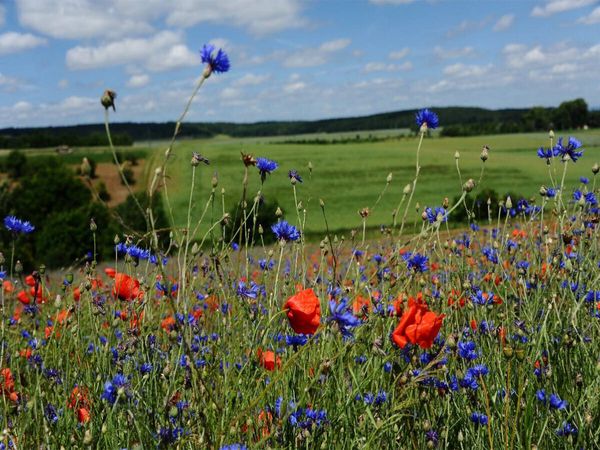 Produktbild: CALVENDO Puzzle Ein Motiv aus dem Kalender Roter Mohn, bunte Wiesen | 1000 Teile Lege-Gr&ouml;&szlig;e 64x48cm Foto-Puzzle f&uuml;r gl&uuml;ckliche Stunden