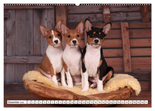 Produktbild: Wunderbare Basenji Welpenzeit (hochwertiger Premium Wandkalender 2026 DIN A2 quer), Kunstdruck in Hochglanz