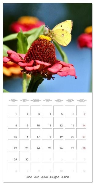 Produktbild: Gentle butterflies (Wall Calendar 2026 12 &times; 12 Inch) CALVENDO 12 Month Wall Calendar