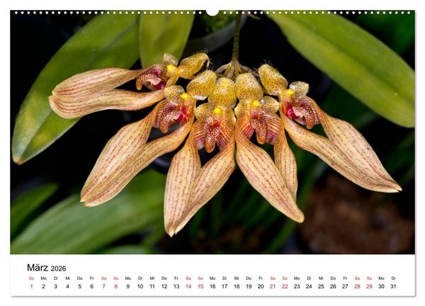 Produktbild: Vielfalt der Orchideen (Wandkalender 2026 DIN A2 quer), CALVENDO Monatskalender