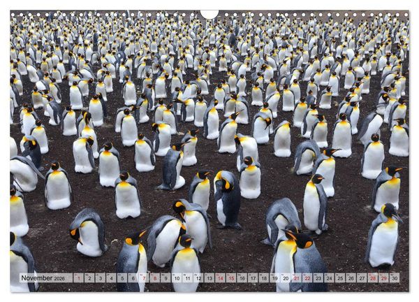 Produktbild: Pinguine der Falkland Inseln (Wandkalender 2026 DIN A3 quer), CALVENDO Monatskalender