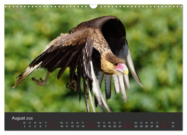 Produktbild: Faszination der Greifv&ouml;gel und Geier (Wandkalender 2026 DIN A3 quer), CALVENDO Monatskalender