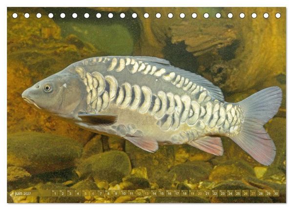 Produktbild: Poissons : d'&eacute;tangs et des rivi&egrave;res (Calendrier de bureau 2027 DIN A5 vertical), CALVENDO calendrier mensuel