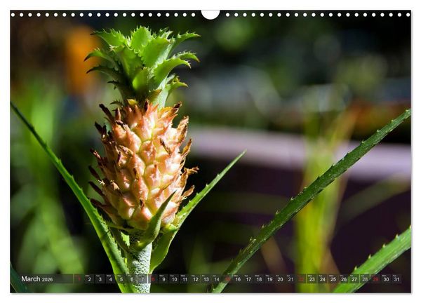 Produktbild: Amazing Costa Rica (Wall Calendar 2026 DIN A3 landscape), CALVENDO 12 Month Wall Calendar