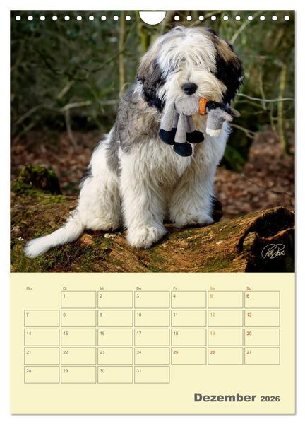 Produktbild: PON-Welpen - jeder Tag ein gro&szlig;es Abenteuer / Planer (Wandkalender 2026 DIN A4 hoch), CALVENDO Monatskalender
