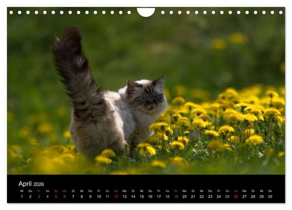 Produktbild: Freig&auml;nger - Hauskatzen unterwegs (Wandkalender 2026 DIN A4 quer), CALVENDO Monatskalender