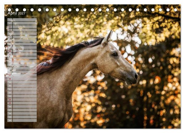 Produktbild: Pferde - Spiegel deiner Seele (Tischkalender 2027 DIN A5 quer), CALVENDO Monatskalender