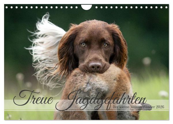 Produktbild: Treue Jagdgef&auml;hrten Der kleine M&uuml;nsterl&auml;nder (Wandkalender 2026 DIN A4 quer), CALVENDO Monatskalender