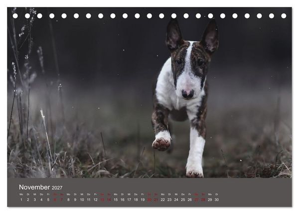 Produktbild: Fantastische Bullterrier - Sieger im Herzen (Tischkalender 2027 DIN A5 quer), CALVENDO Monatskalender